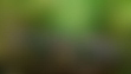 🌳 Into the Wild: Our Forest Studies Programme at Primrose Hill🌳