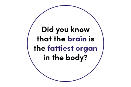 The brain is the fattiest organ in the body