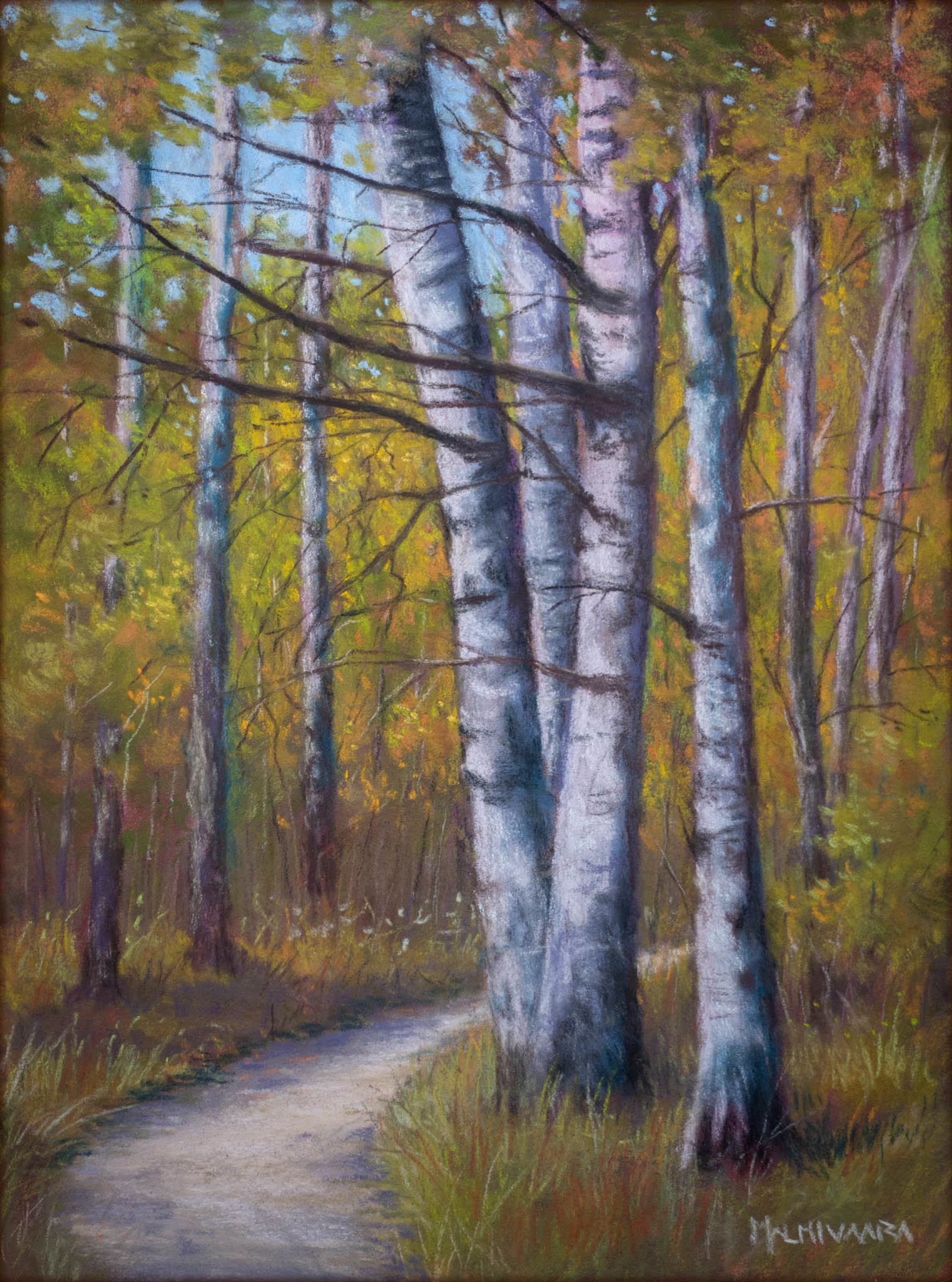 Birch trees in October