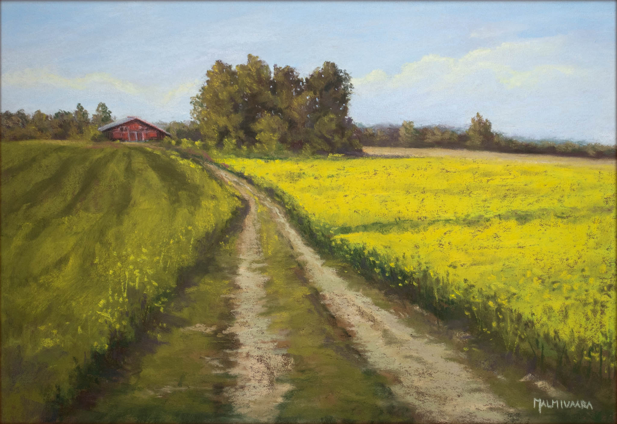 Rapeseed fields forever