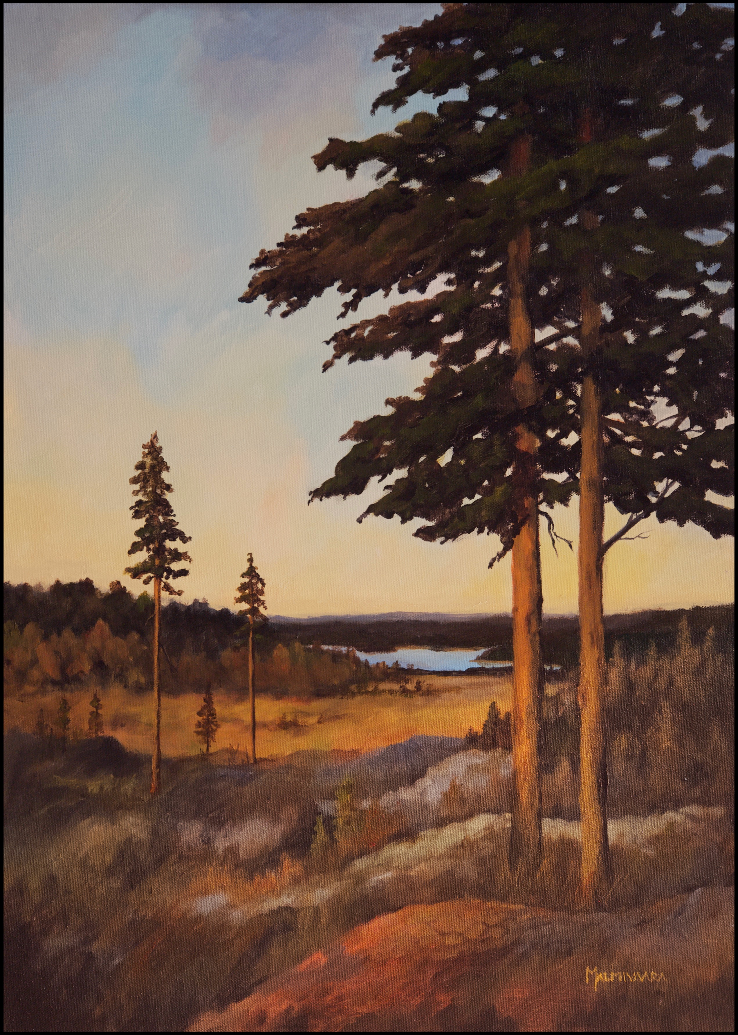 Pines on hill