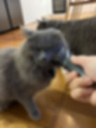pckT-conv-attach-300461066