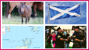 Le Shetland, une race de poney écossaise