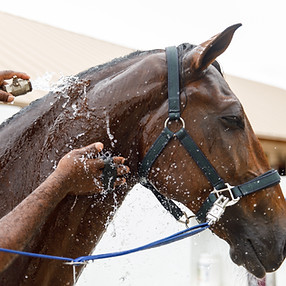 Horse portrait in spray of water. Horse shower at the stable.jpg