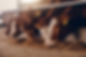 Livestock page.jpeg