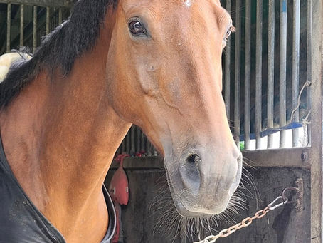 New horses just joined the CEEC Family~!