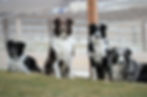 diamond C aussies_edited_edited_edited_edited_edited_edited.jpg
