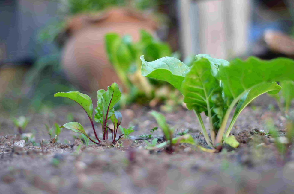 vários pés de couve crescendo saudáveis em horta orgânica