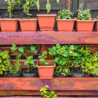 Adubação para hortas em vasos: passo a passo 🌱