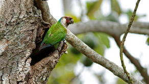 Nova reserva ecológica para preservação de animais em extinção é criada em Guaramiranga, no Ceará