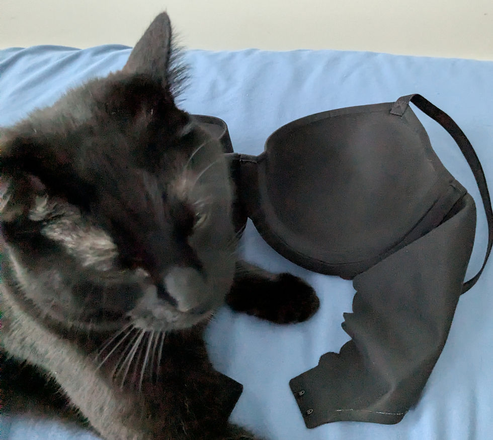 Cat with Aerie bra