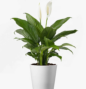 Peace Lily .png