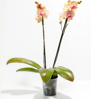Archadia Orchid.png
