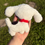 Thumbnail: Mini Dalmation Puppy