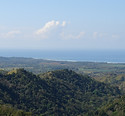 Incredible investment opportunity with a farm planted with teak trees in Costa Rica.
