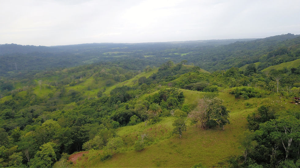 Eye-level view of a winding road through tropical hills with ocean in distance
