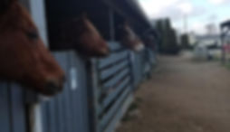 horses heads.jpeg