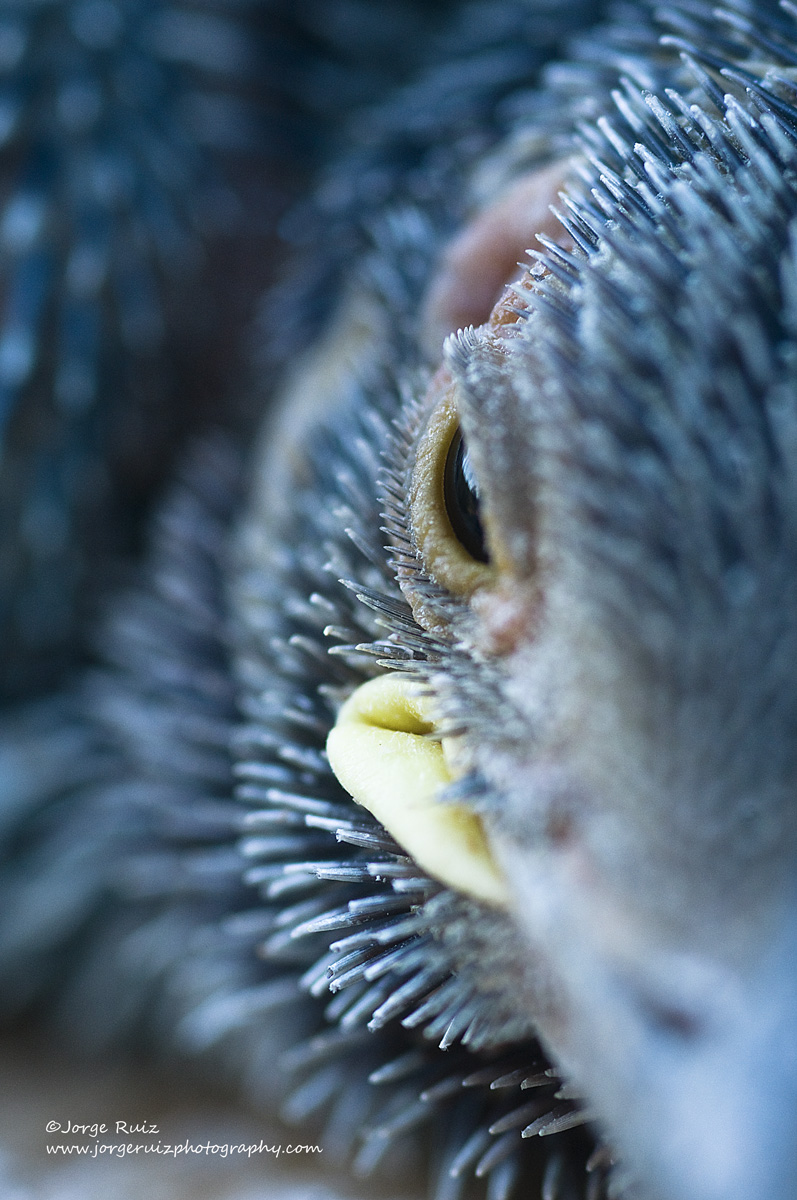 Carraca pollo