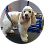 Dog 2