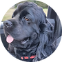 Dog 1
