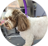 Dog 3