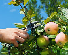 Gardener pruning fruit apple tree in summer. Summer apple tree pruning._edited.jpg