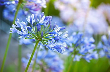 AdobeStock_56383507 (1).jpeg