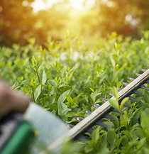 High-end hedging services Brisbane Adam Fox Gardening