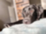 Dog Portraits