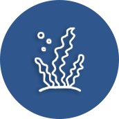 seaweed-icon-1.webp