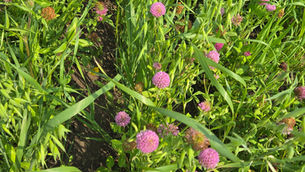 intercropped red clover and oats