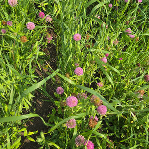 intercropped red clover and oats