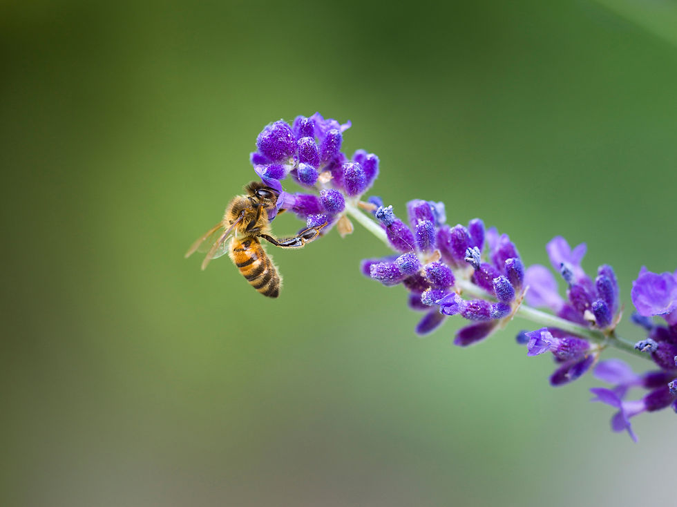 Bee on a lavender flower