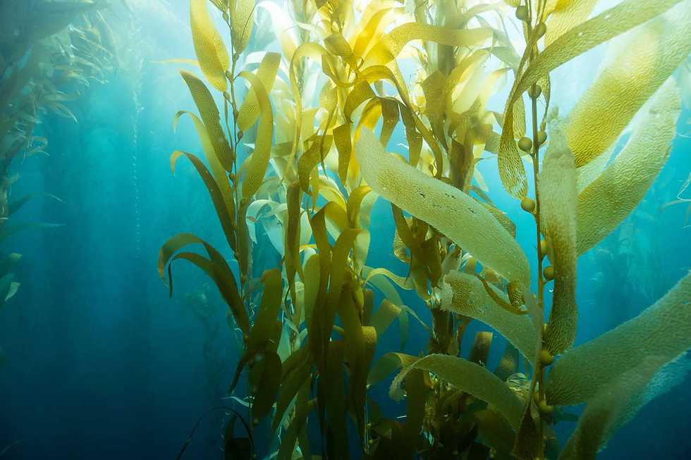 Sustainable Seaweed Farming and Aquaculture
