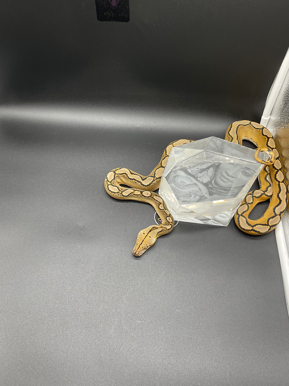 Thumbnail: 2025 Motley Sunfire Het Albino or Mocha 