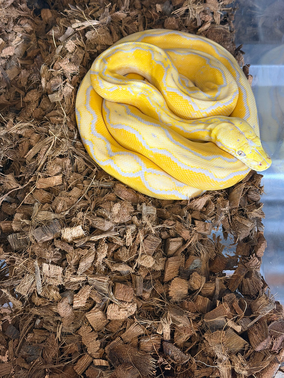 Thumbnail: 2025 Male Albino Motley