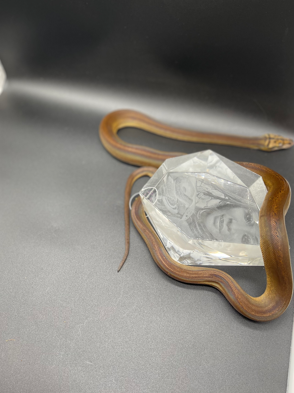 Thumbnail: 2025 Male Motley Goldenchild Sunfire het Albino or Mocha 