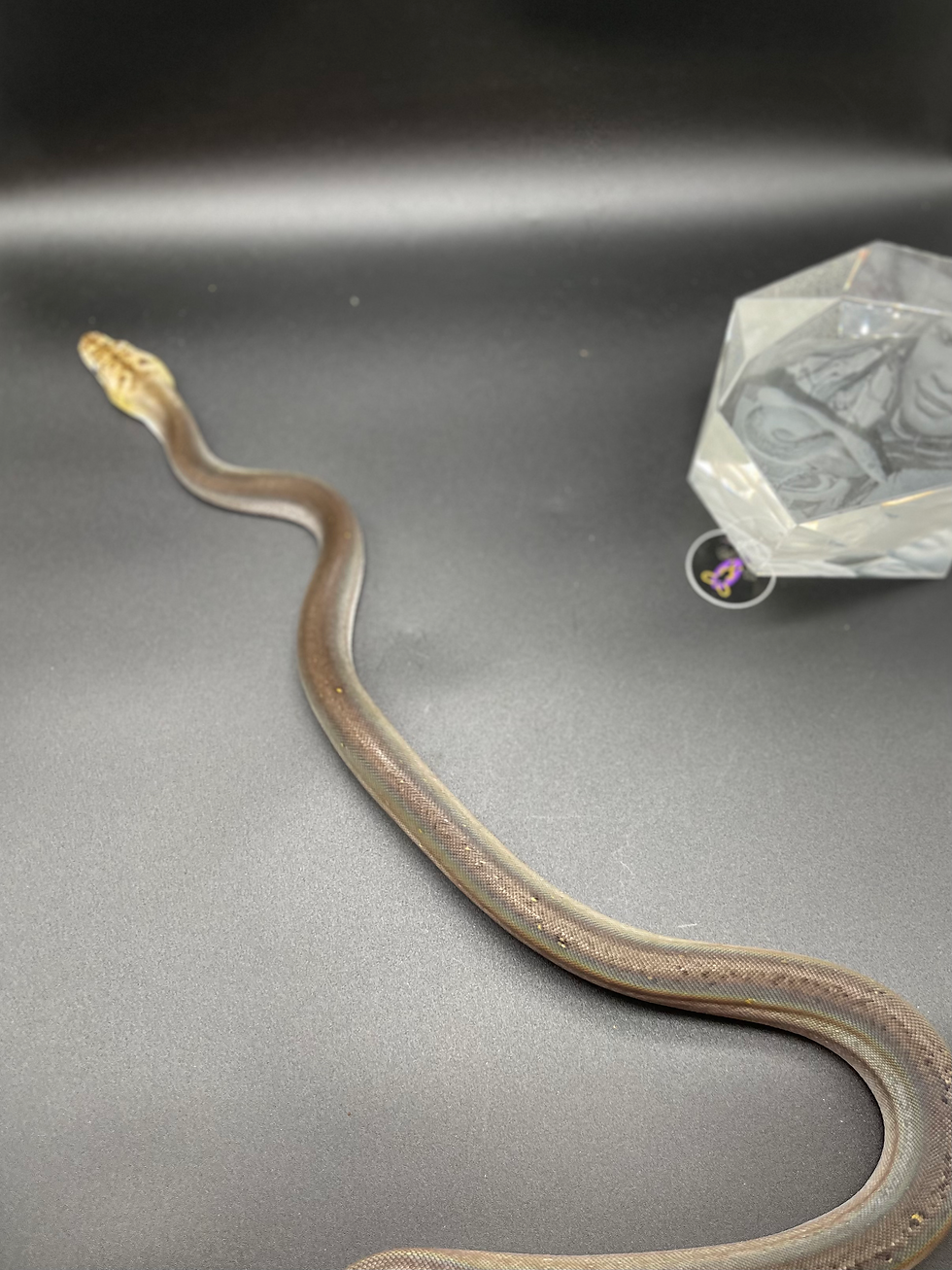 Thumbnail: Male Super Motley Reticulated Python het White Albino or Mocha 