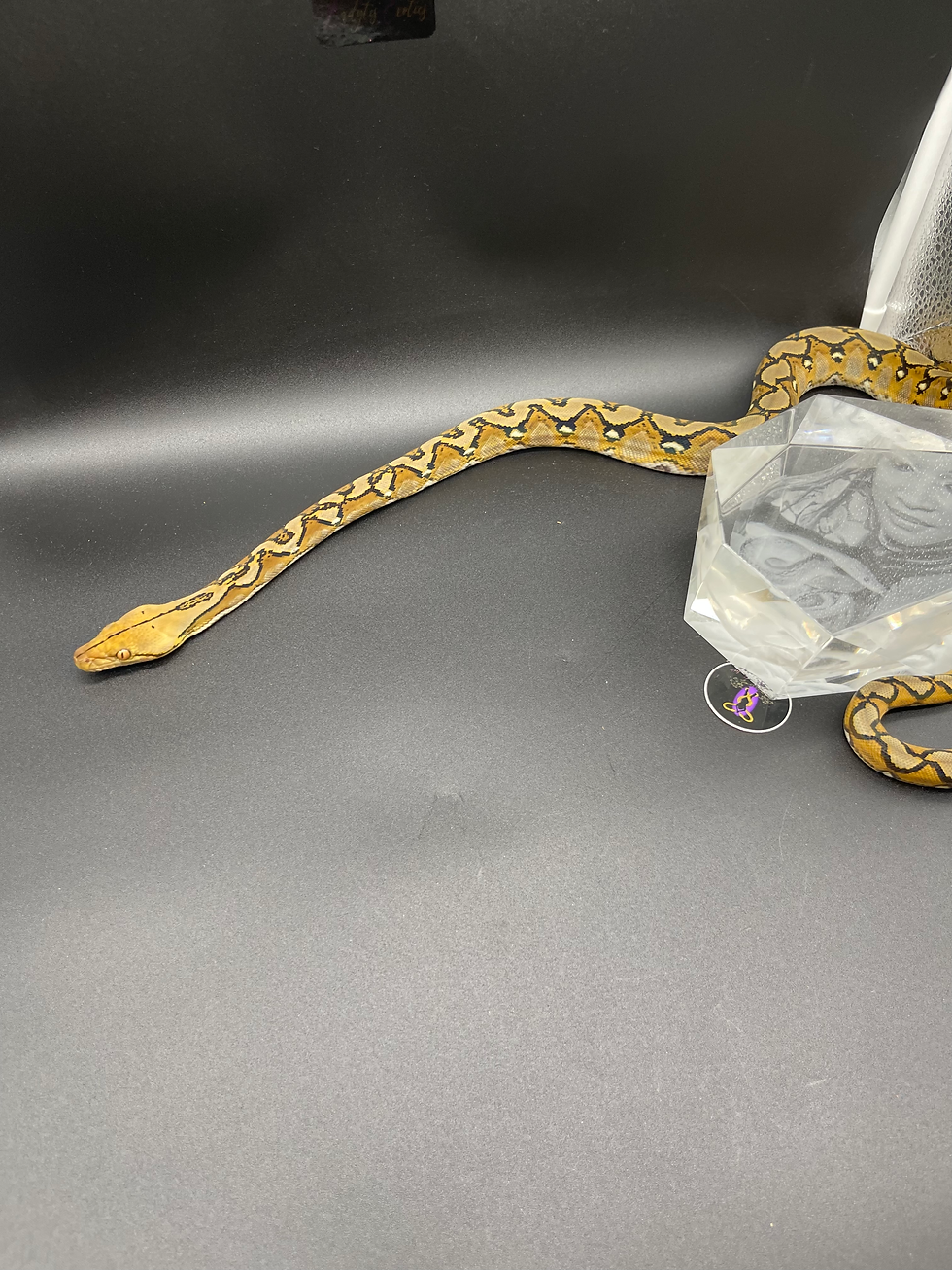 Thumbnail: Female Sunfire het White Albino or Mocha
