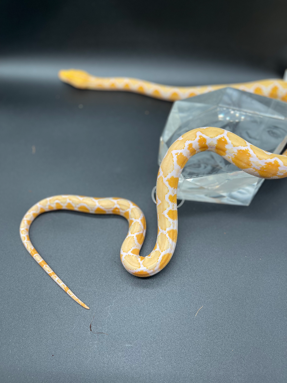Thumbnail: 2025 Female Albino