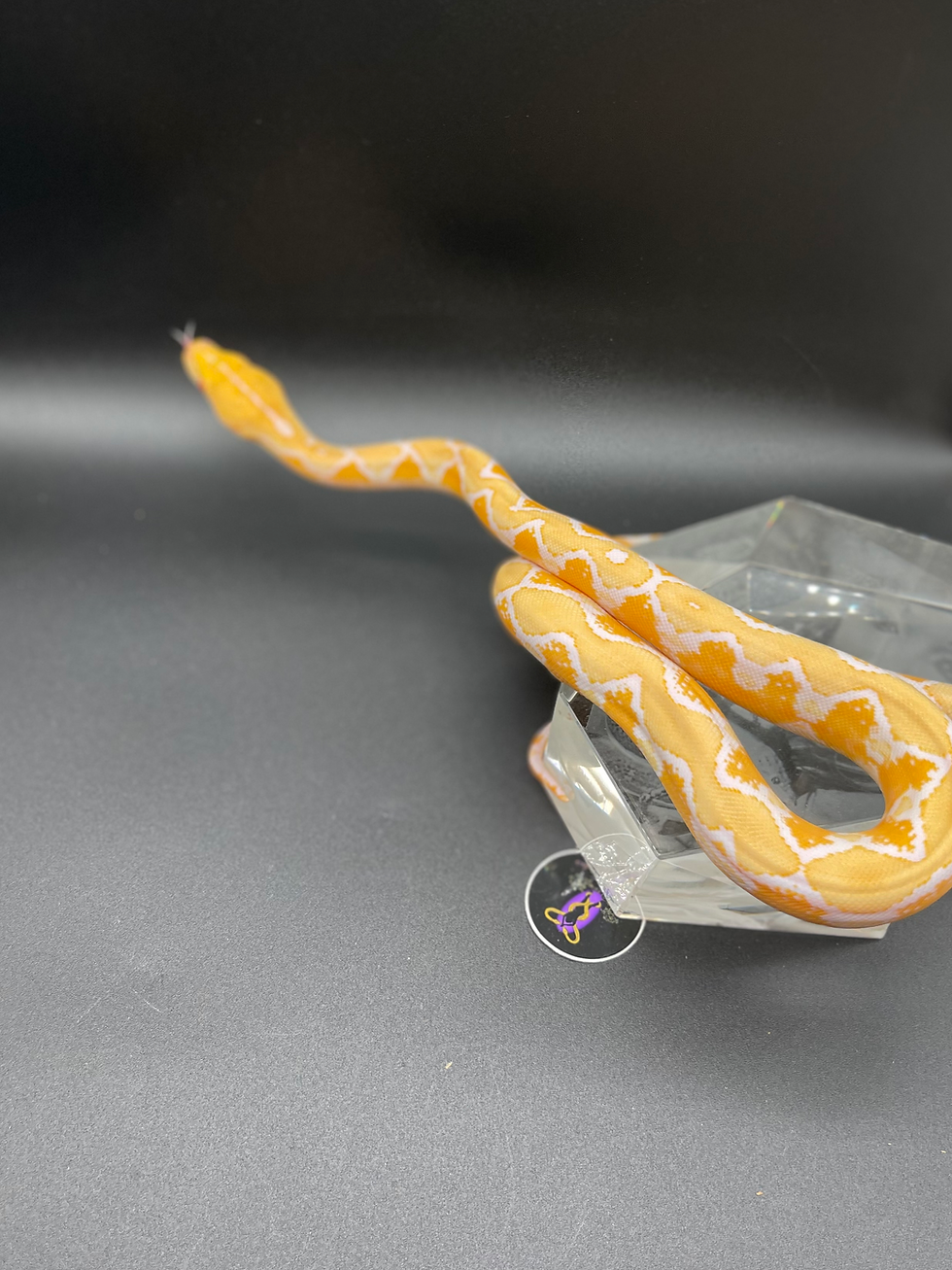 Thumbnail: 2025 Female Albino