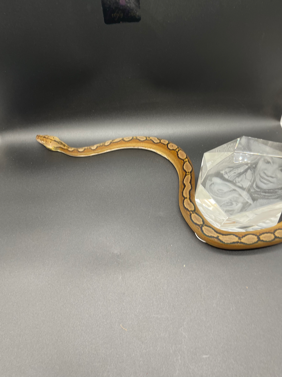 Thumbnail: Female Motley Sunfire het White Albino or Mocha