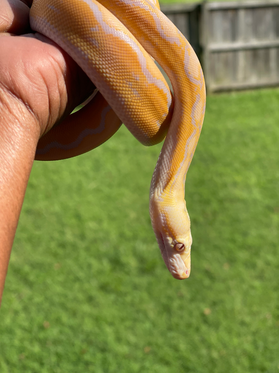 Thumbnail: Female White Albino Sunfire 