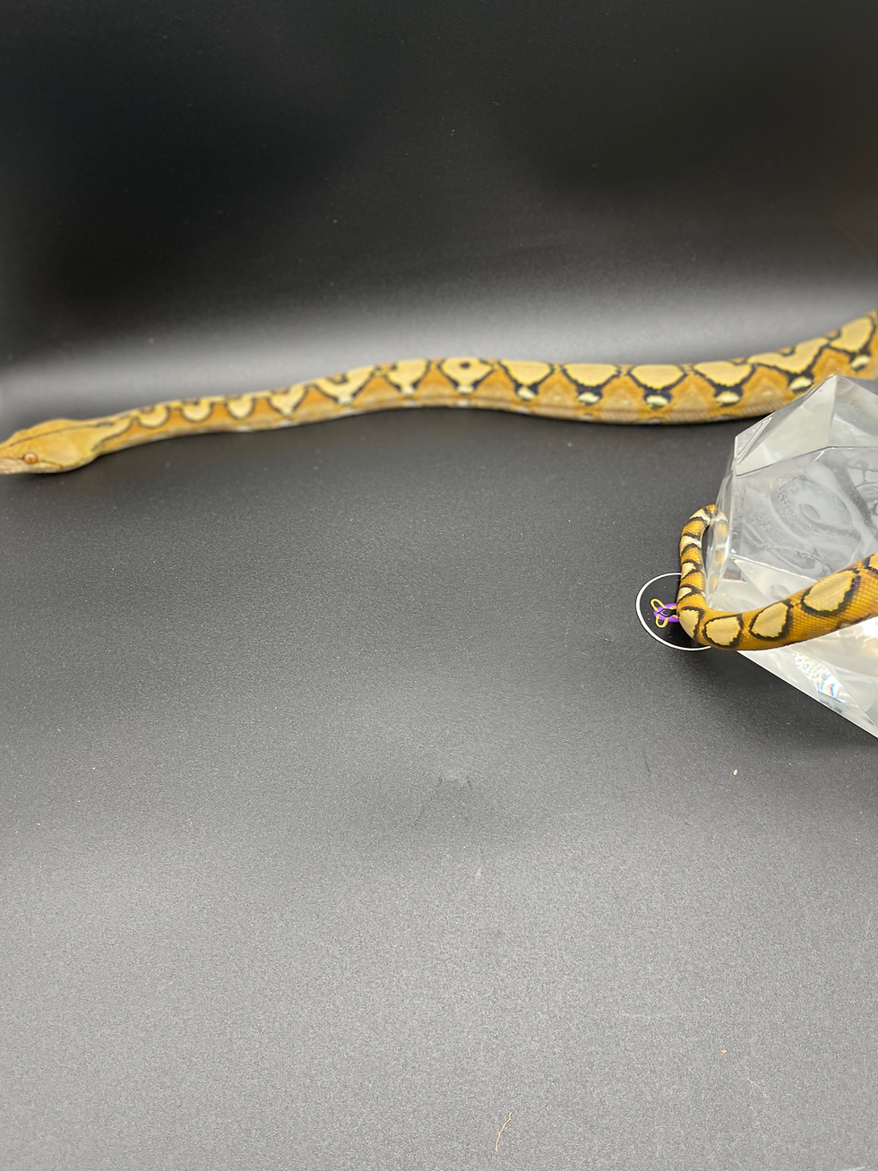 Thumbnail: Male Sunfire Het White Albino or Mocha