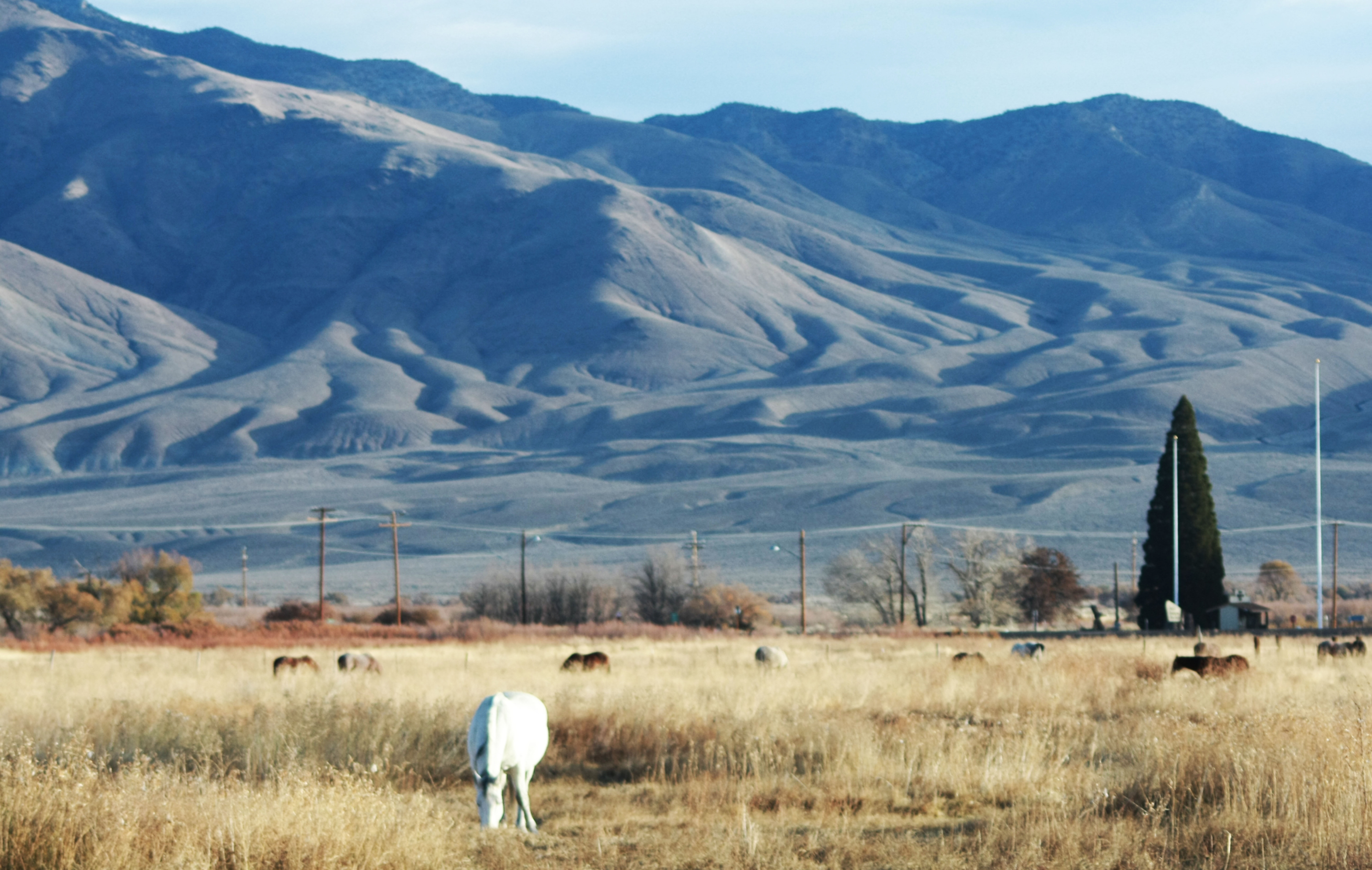 Horse Ranch - Big Pine, CA