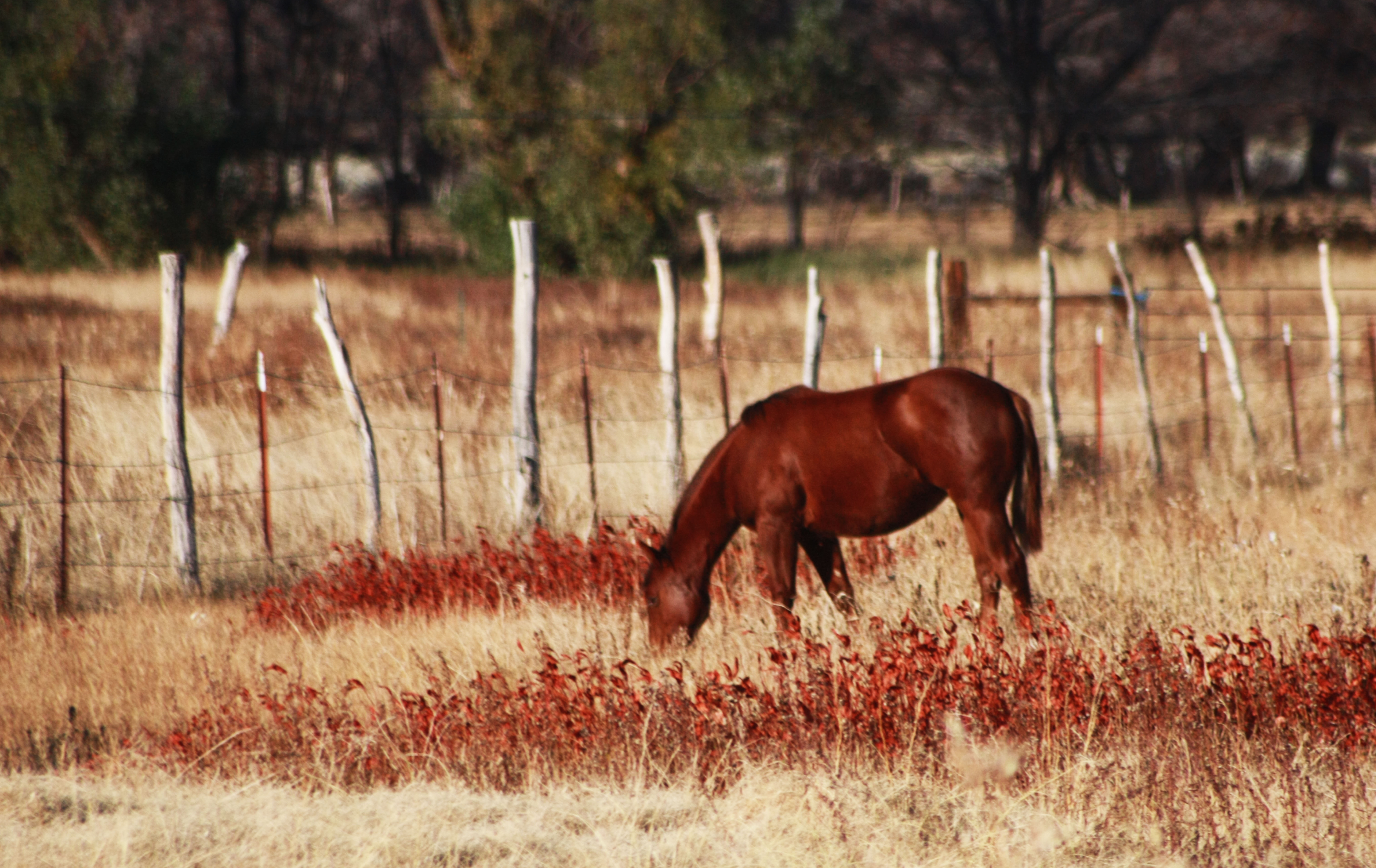 Horse grazing - Big Pine, CA