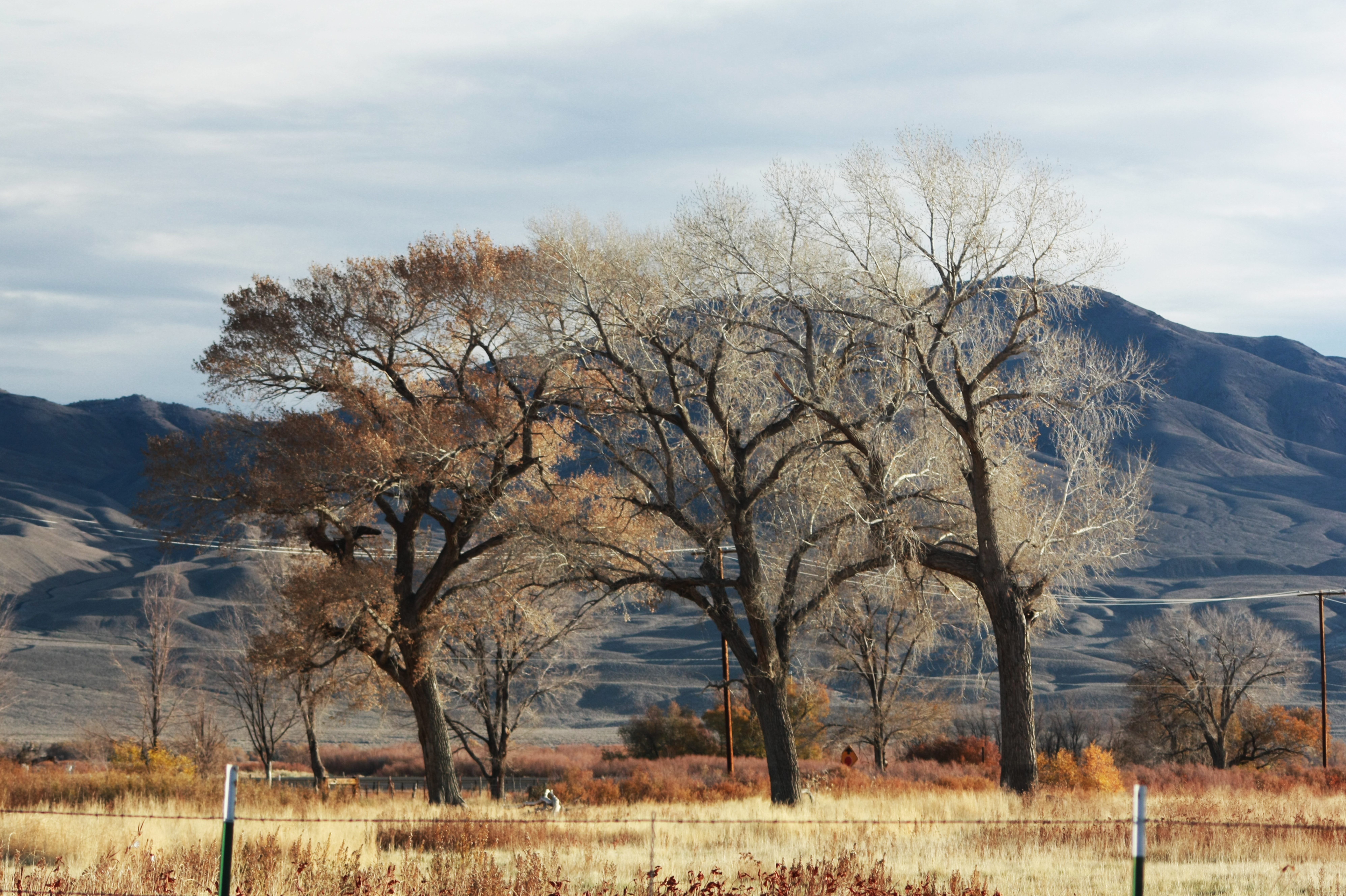 Fall Trees - White Mountais