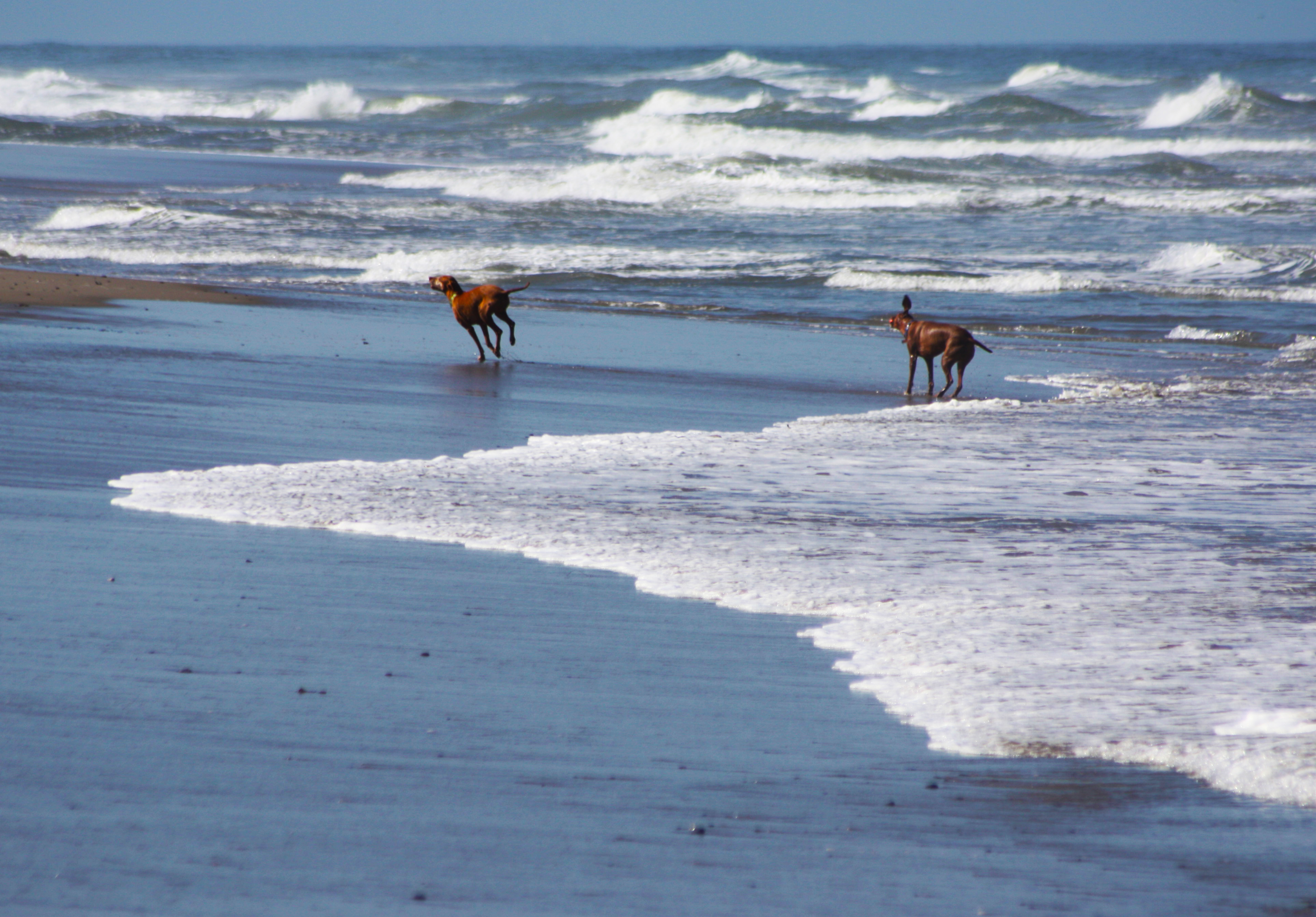 Dog's day at the Beach