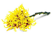 hamamelis_ok_0.jpeg
