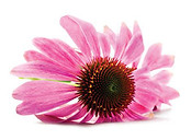 echinacea_ok_0.jpeg